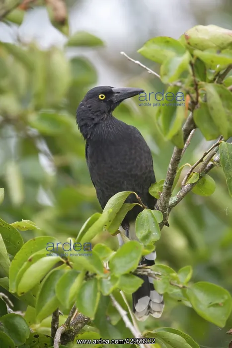 : Pied Currawong - perched in a persimmon tree : Pied Currawong - perched in a persimmon tree