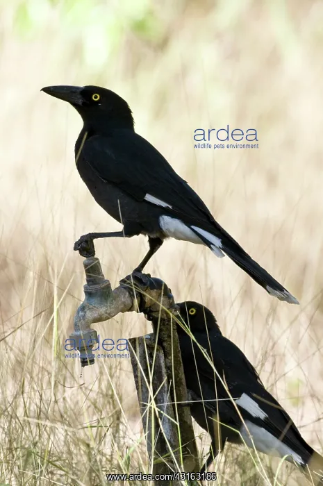 : Pied currawongs : Pied currawongs