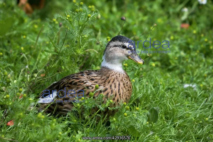 : Pied call duck - female : Pied call duck - female