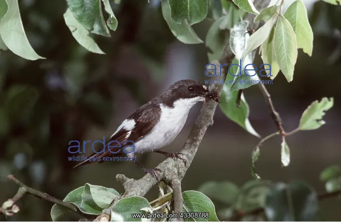 : PIED FLYCATCHER - on branch, holding fly in beak : PIED FLYCATCHER - on branch, holding fly in beak