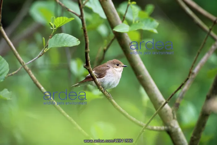 : Pied Flycatcher - female : Pied Flycatcher - female