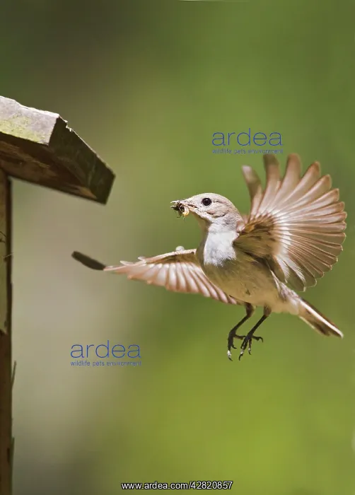 : Pied Flycatcher - female flying to nest box with food : Pied Flycatcher - female flying to nest box with food