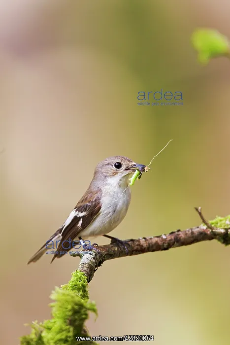 : Pied Flycatcher - female with food in mouth : Pied Flycatcher - female with food in mouth