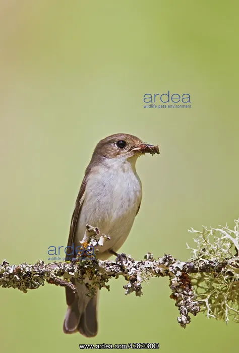: Pied Flycatcher - female with food in mouth : Pied Flycatcher - female with food in mouth