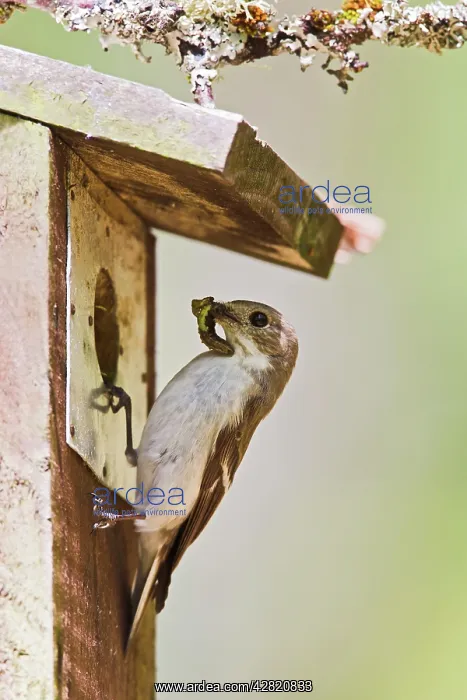 : Pied Flycatcher - female at nest box with food : Pied Flycatcher - female at nest box with food