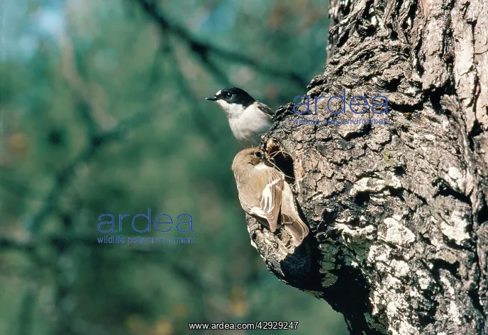 : Pied Flycatcher - female nest building & male on look out : Pied Flycatcher - female nest building & male on look out