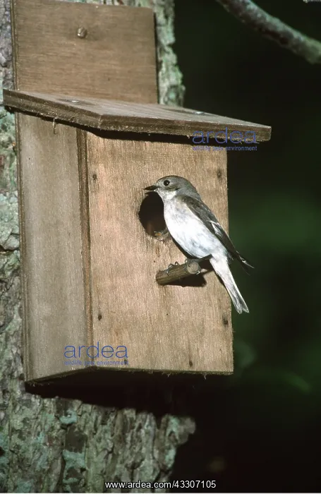 : Pied Flycatcher - Female at nestbox : Pied Flycatcher - Female at nestbox