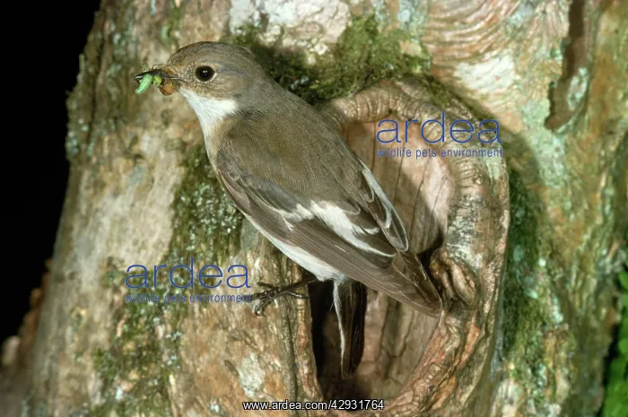 : Pied Flycatcher - with food in beak : Pied Flycatcher - with food in beak