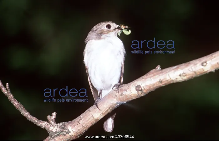 : PIED FLYCATCHER - insect in beak, female : PIED FLYCATCHER - insect in beak, female