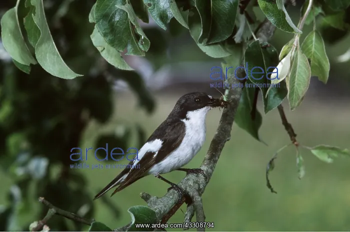 : PIED FLYCATCHER - male : PIED FLYCATCHER - male
