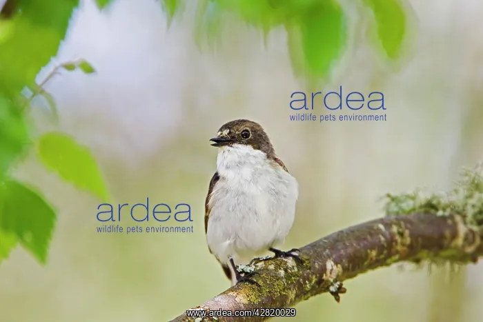 : Pied Flycatcher - male near nest : Pied Flycatcher - male near nest