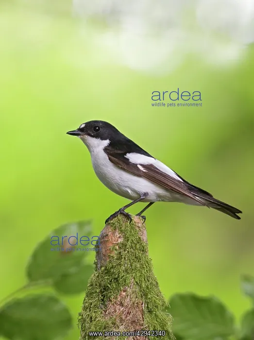 : Pied Flycatcher - male near nest - side view : Pied Flycatcher - male near nest - side view