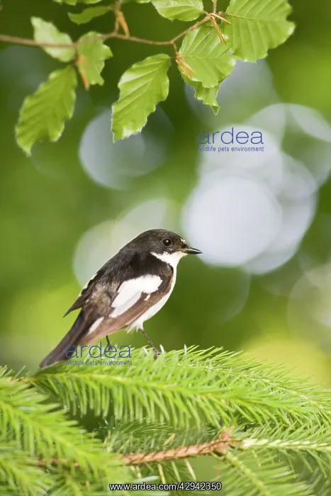 : Pied flycatcher - male near nest - side view : Pied flycatcher - male near nest - side view