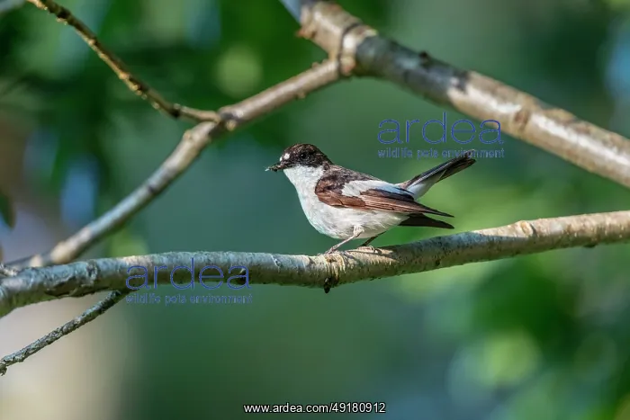  : Pied Flycatcher - Male - With Prey - UK