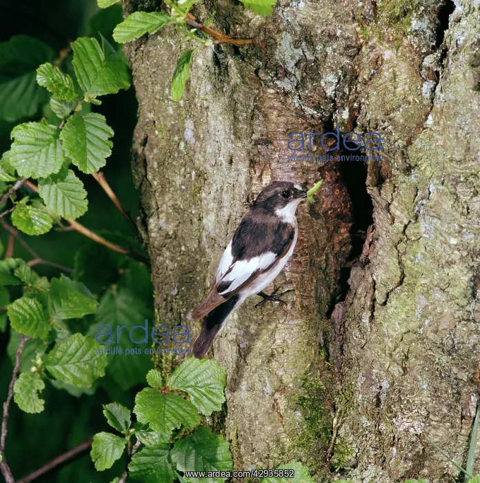 : PIED FLYCATCHER - male at tree nest : PIED FLYCATCHER - male at tree nest