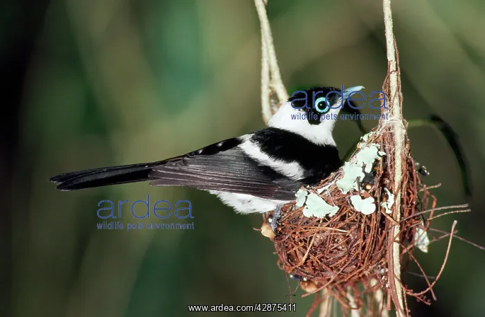 : Pied Flycatcher / Monarch - male on nest in rainforest : Pied Flycatcher / Monarch - male on nest in rainforest