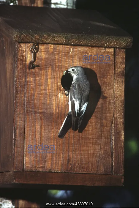 : PIED FLYCATCHER - at nest box : PIED FLYCATCHER - at nest box