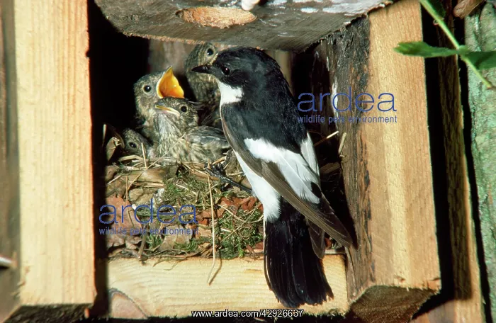 : Pied Flycatcher - at nest feeding young : Pied Flycatcher - at nest feeding young