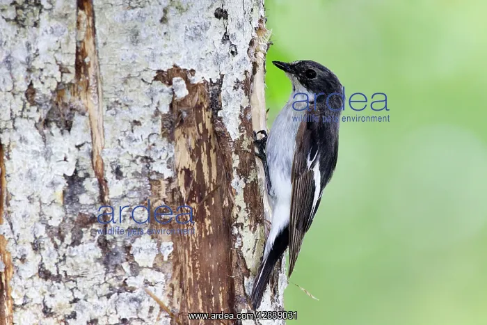 : Pied Flycatcher - at nest in White Birch Tree ( : Pied Flycatcher - at nest in White Birch Tree (