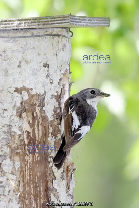 : Pied Flycatcher - at the nest in White Birch Tree : Pied Flycatcher - at the nest in White Birch Tree