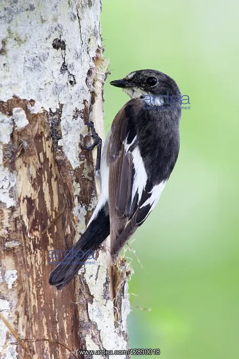 : Pied Flycatcher - at nest in a White Birch Tree : Pied Flycatcher - at nest in a White Birch Tree