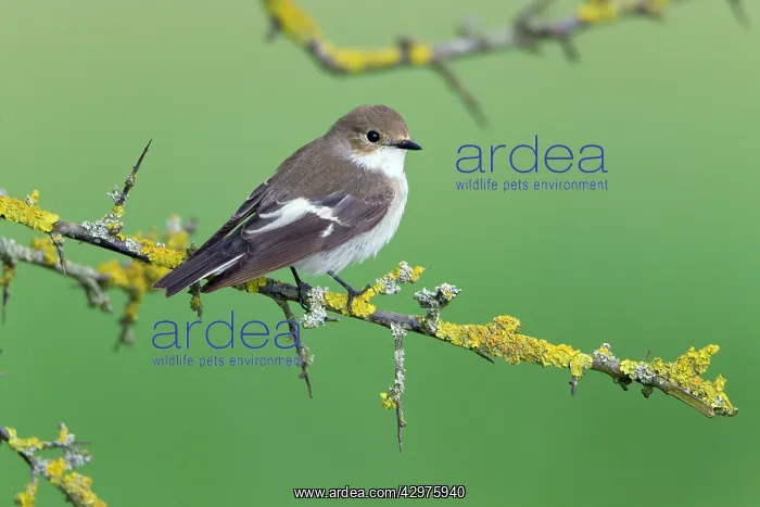 : Pied Flycatcher - pale plumage variation : Pied Flycatcher - pale plumage variation