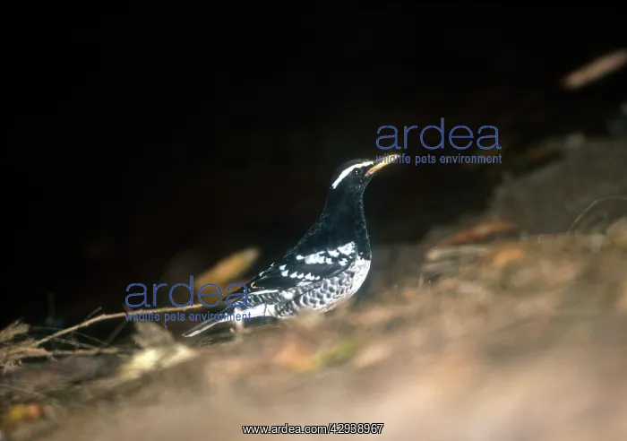 : Pied Ground Thrush - Male in January : Pied Ground Thrush - Male in January