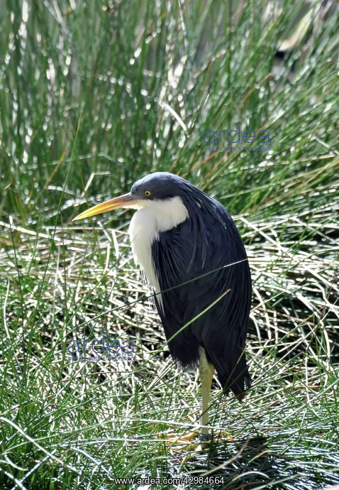  : Pied Heron