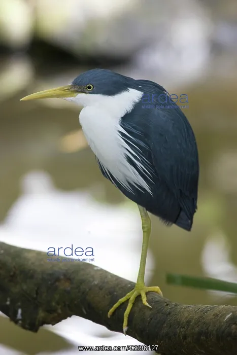 : Pied Heron : Pied Heron