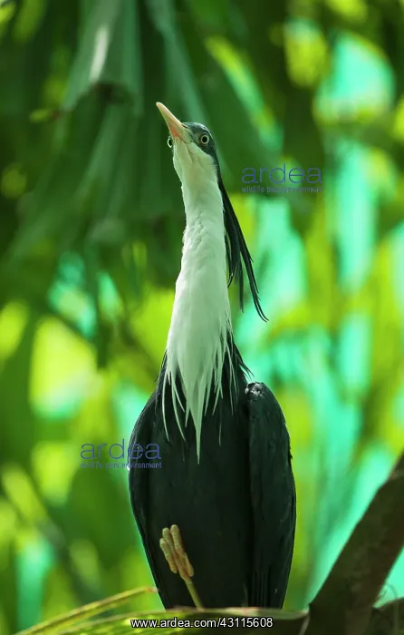 : Pied Heron : Pied Heron