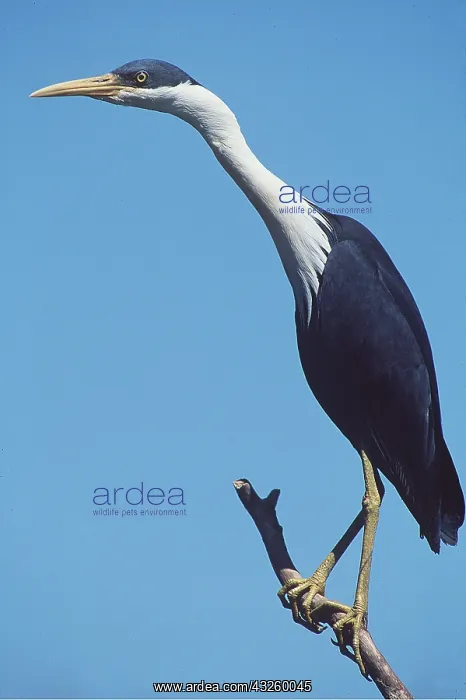 : Pied Heron : Pied Heron