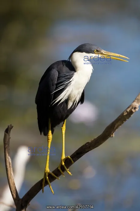: Pied Heron - on branch : Pied Heron - on branch