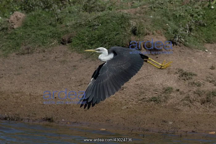 : Pied Heron in flight There was a crocodile in this poo : Pied Heron in flight There was a crocodile in this poo