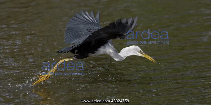 : Pied Heron in flight There was a crocodile in this poo : Pied Heron in flight There was a crocodile in this poo
