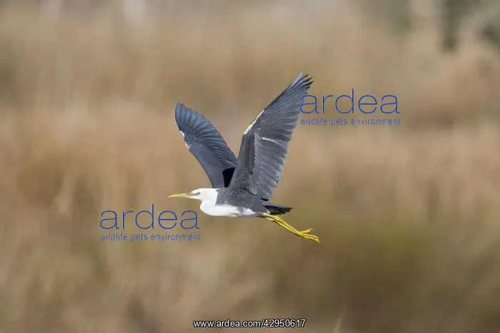 : Pied Heron - Immature bird in flight : Pied Heron - Immature bird in flight