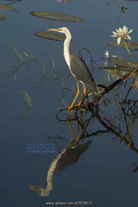 : Pied Heron - Juvenile : Pied Heron - Juvenile