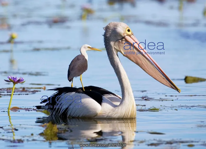 : Pied Heron riding on Australian Pelican (Pelecanus : Pied Heron riding on Australian Pelican (Pelecanus