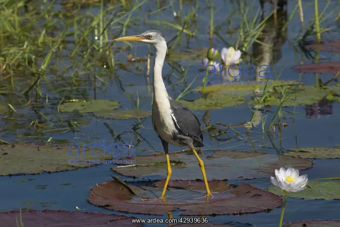 : Pied Heron - standing on waterlily leaf : Pied Heron - standing on waterlily leaf