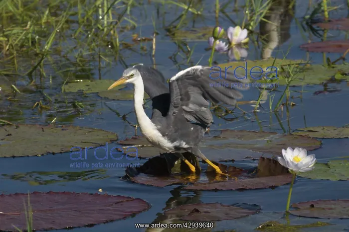 : Pied Heron - taking off : Pied Heron - taking off