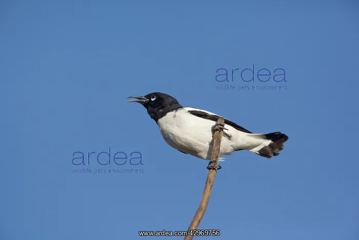 : Pied Honeyeater : Pied Honeyeater