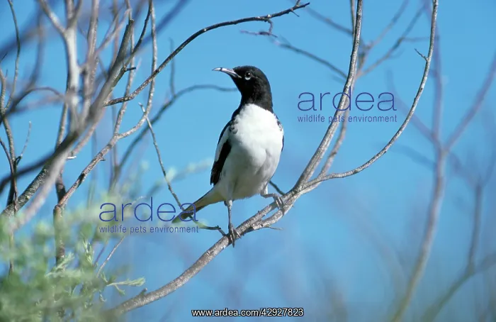  : Pied Honeyeater - juvenile