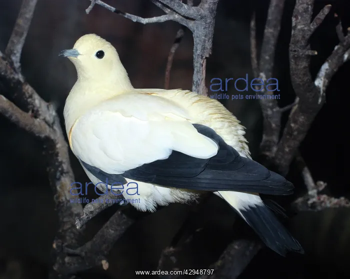 : Pied Imperial Pigeon : Pied Imperial Pigeon