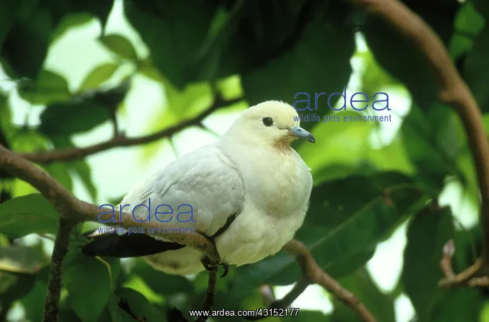 : Pied Imperial Pigeon