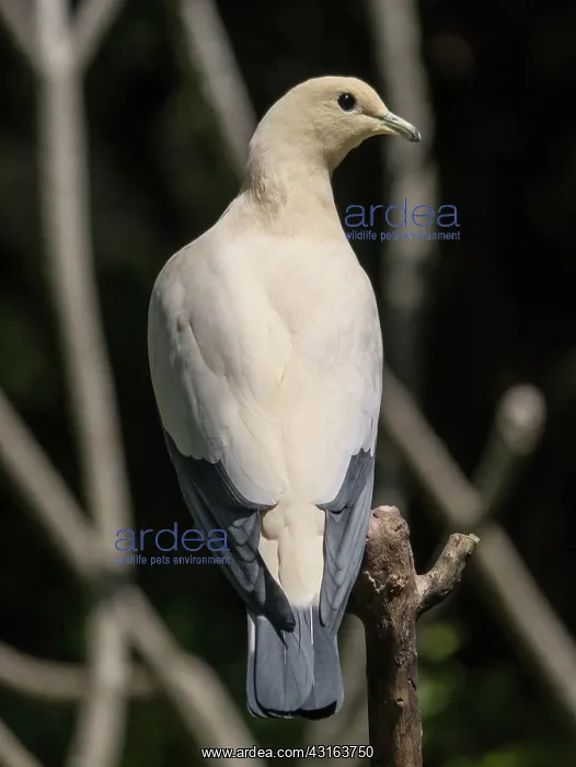  : Pied Imperial Pigeon