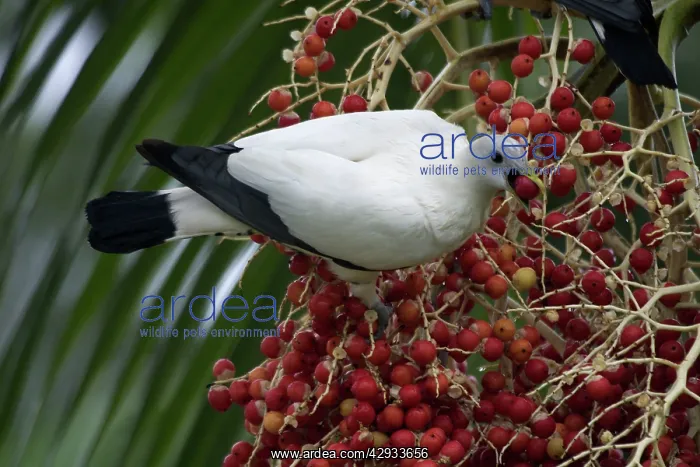 : Pied Imperial Pigeon - Eating berries : Pied Imperial Pigeon - Eating berries