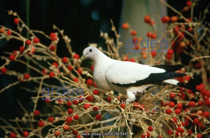 : Pied Imperial Pigeon - feeding on Gronophyllum Palm Tree : Pied Imperial Pigeon - feeding on Gronophyllum Palm Tree