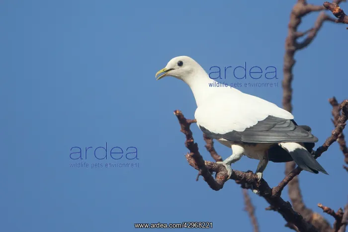 : Pied Imperial-Pigeon - perched on a branch : Pied Imperial-Pigeon - perched on a branch