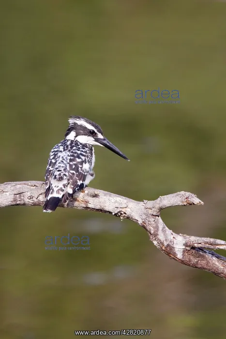 : Pied Kingfisher : Pied Kingfisher