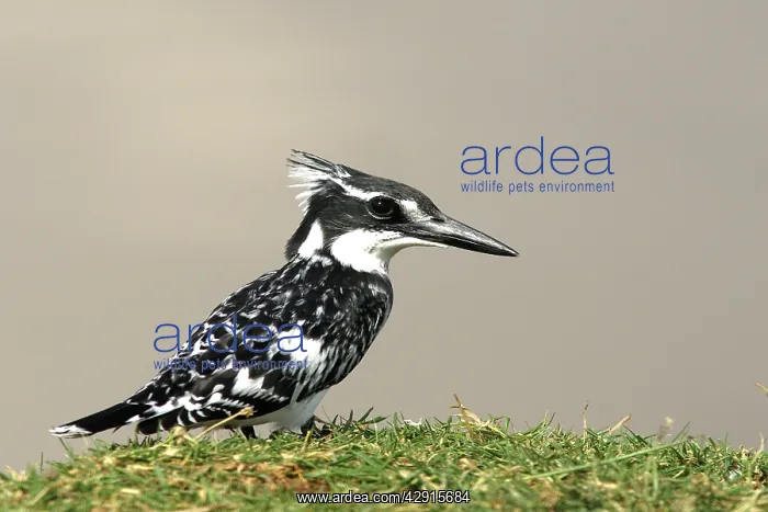: Pied Kingfisher : Pied Kingfisher