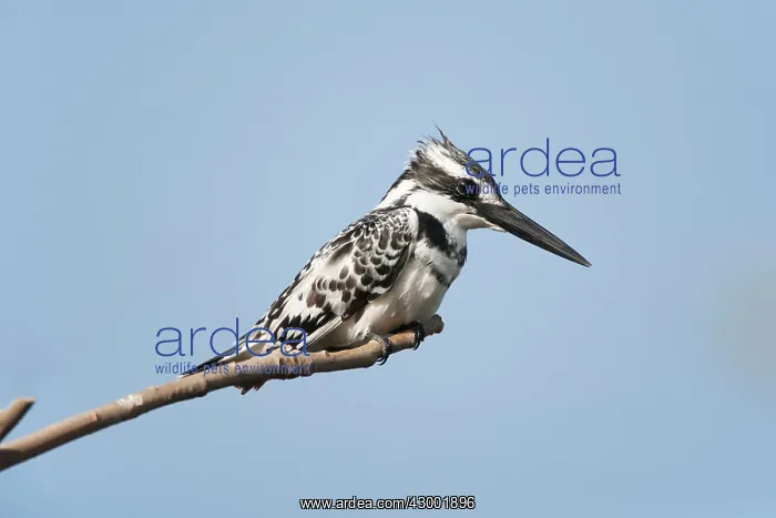 : Pied Kingfisher : Pied Kingfisher